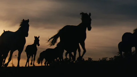 Horses running on a grass field Stock Footage 86133902