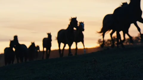 Horses running on a grass field Stock Footage 86133921