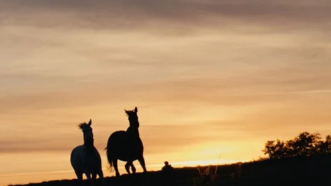 Horses running on a grass field Stock Footage 86134022