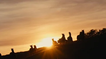 Horses running on a grass field Stock Footage 86134037