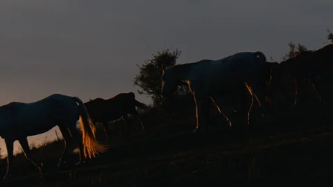 Horses running on a grass field Stock Footage 86134099