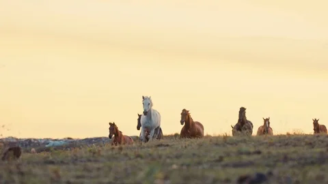 Horses running on a grass field Stock Footage 86162691