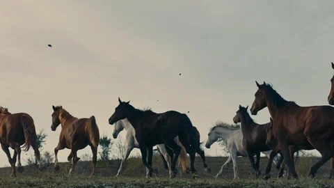 Horses running on a grass field Stock Footage 86163340