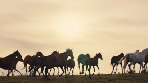 Horses running on a grass field Stock Footage 86163465