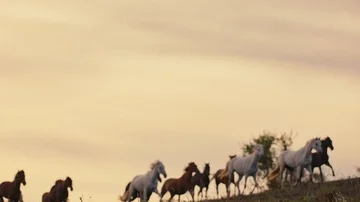 Horses running on a grass field Stock Footage 86163476