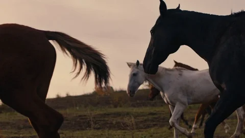 Horses running on a grass field Stock Footage 86163488