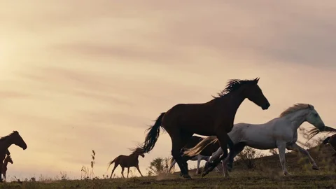 Horses running on a grass field Stock Footage 86163490