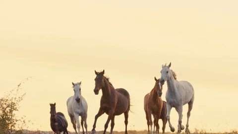 Horses running on a grass field Stock Footage 86166560