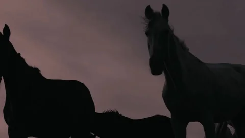 Horses running on a grass field Stock Footage 86166668