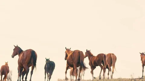 Horses running on a grass field Stock Footage 86166692