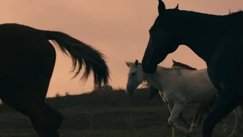 Horses running on a grass field Stock Footage 86166732