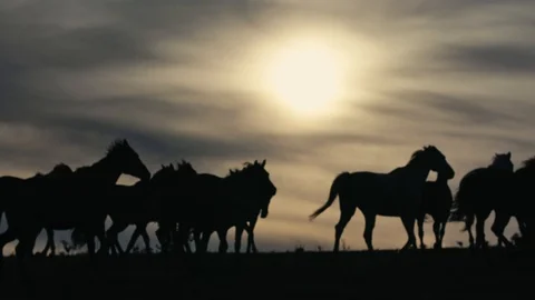 Horses running on a grass field Stock Footage 86166733