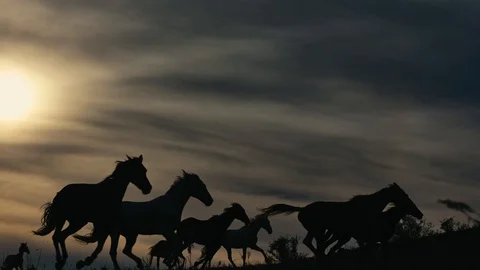 Horses running on a grass field Stock Footage 86166746