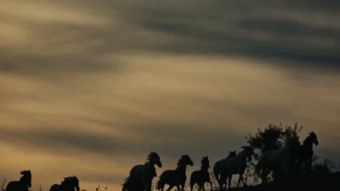 Horses running on a grass field Stock Footage 86166751