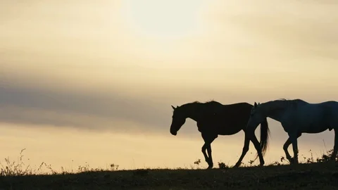 Horses running on a grass field Stock Footage 86166772