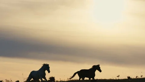 Horses running on a grass field Stock Footage 86166803