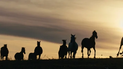 Horses running on a grass field Stock Footage 86166845