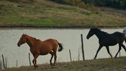 Horses running on a grass field Stock Footage 86166865