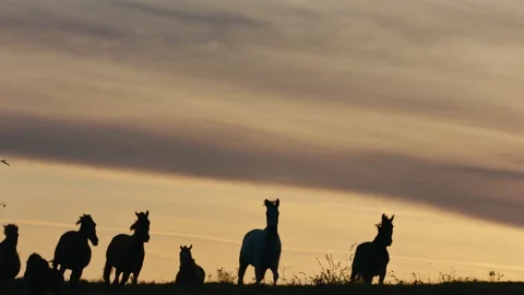 Horses running on a grass field Stock Footage 86166893
