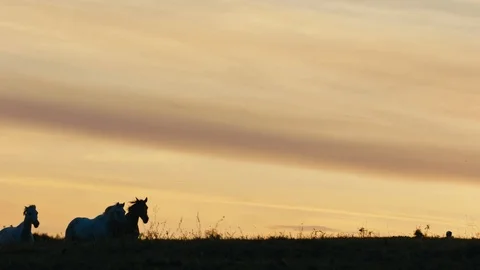 Horses running on a grass field Stock Footage 86167009
