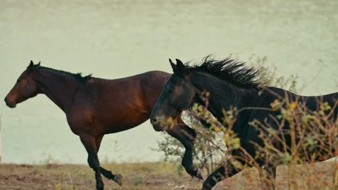 Horses running on a grass field Stock Footage 86167012