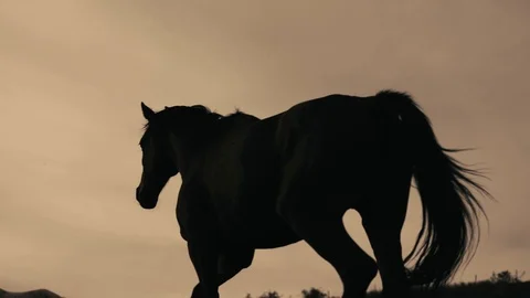 Horses running on a grass field Stock Footage 86167719