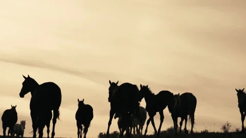 Horses running on a grass field Stock Footage 86167729