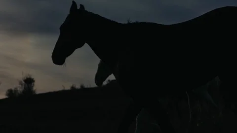 Horses running on a grass field Stock Footage 86167737