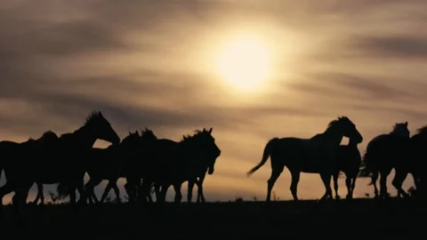 Horses running on a grass field Stock Footage 86167754