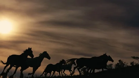 Horses running on a grass field Stock Footage 86167772