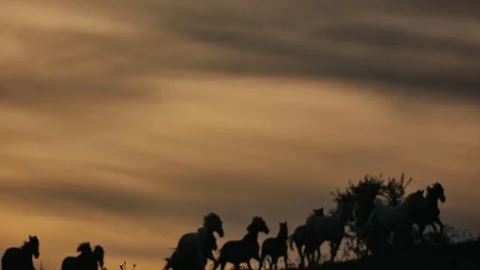 Horses running on a grass field Stock Footage 86167789