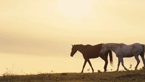 Horses running on a grass field Stock Footage 86167840