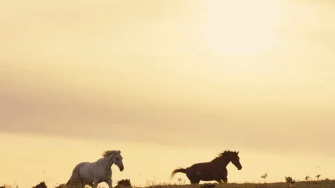 Horses running on a grass field Stock Footage 86167878