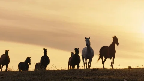Horses running on a grass field Stock Footage 86167939
