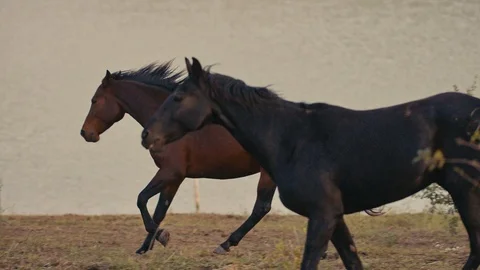 Horses running on a grass field Stock Footage 86167959