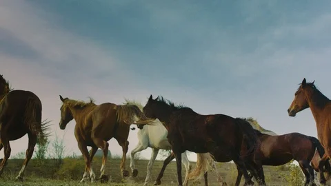 Horses running on a grass field Stock Footage 86168041