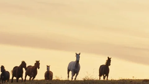 Horses running on a grass field Stock Footage 86168046