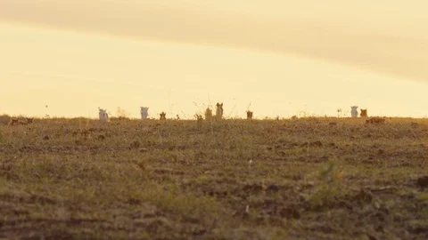 Horses running on a grass field Stock Footage 86168140