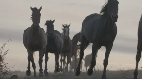 Horses running on a grass field on sunset in slow motion Stock Footage
