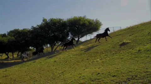 Horses Running on Hill Stock Footage 998700