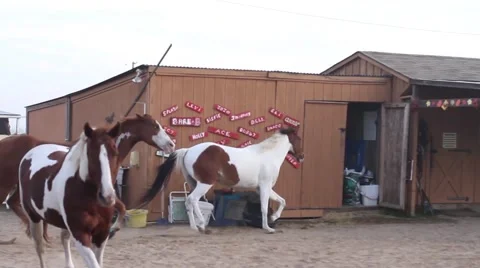 Horses running loose Video stock 40667816