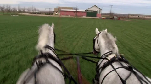 Horses running meadow Stock-Footage 35763261