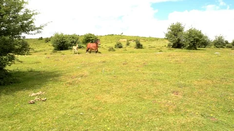 Horses running by the mount in cantabria Stock-Footage 77472058
