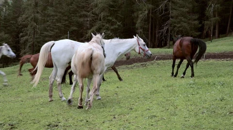 Horses running in the mountains Stock Footage 57293659