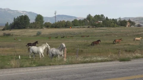 Horses Running in an Open Field Stock Footage 86533456