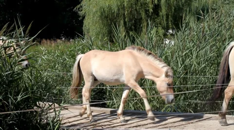 Horses running over a bridge Stock Footage 35521489