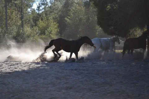 Horses running Fotos de archivo