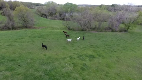 Horses Running in Prairie Stock Footage 241262373