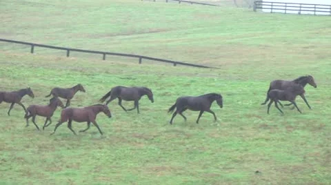 Horses Running in the rain 库存影片 8960622