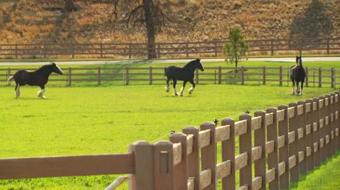 Horses running in ranch Stock Footage 57815354